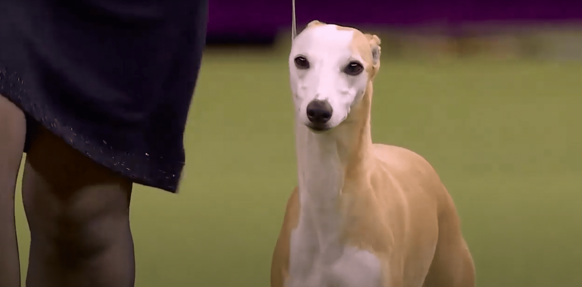 'Bourbon' the whippet wins Best Hound at 2020 Westminster Dog Show ...