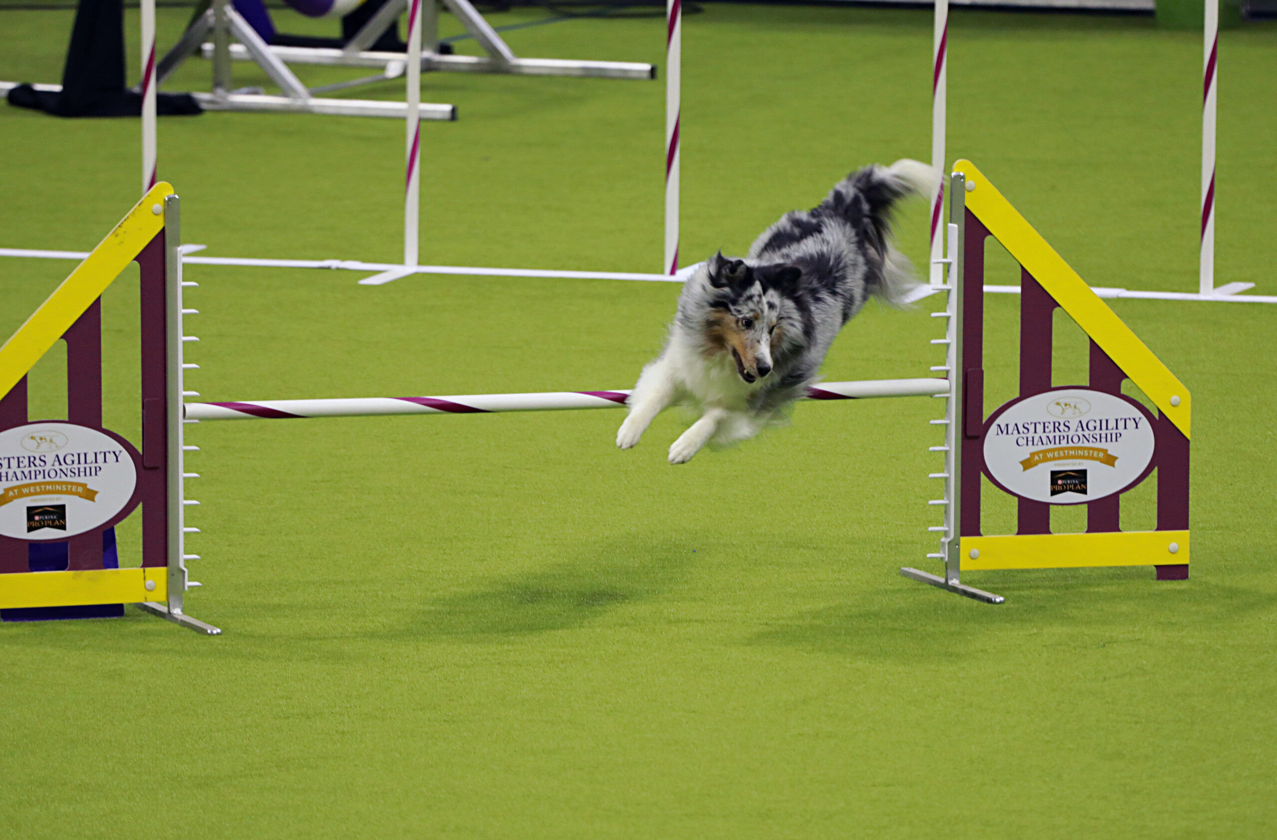 2024 Masters Agility Finals The Westminster Kennel Club