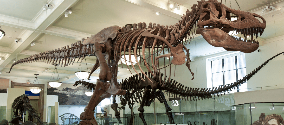 One of the top things to do in town is visiting the museum exhibit, which features large dinosaur skeletons displayed against a backdrop of high ceilings and expansive windows.