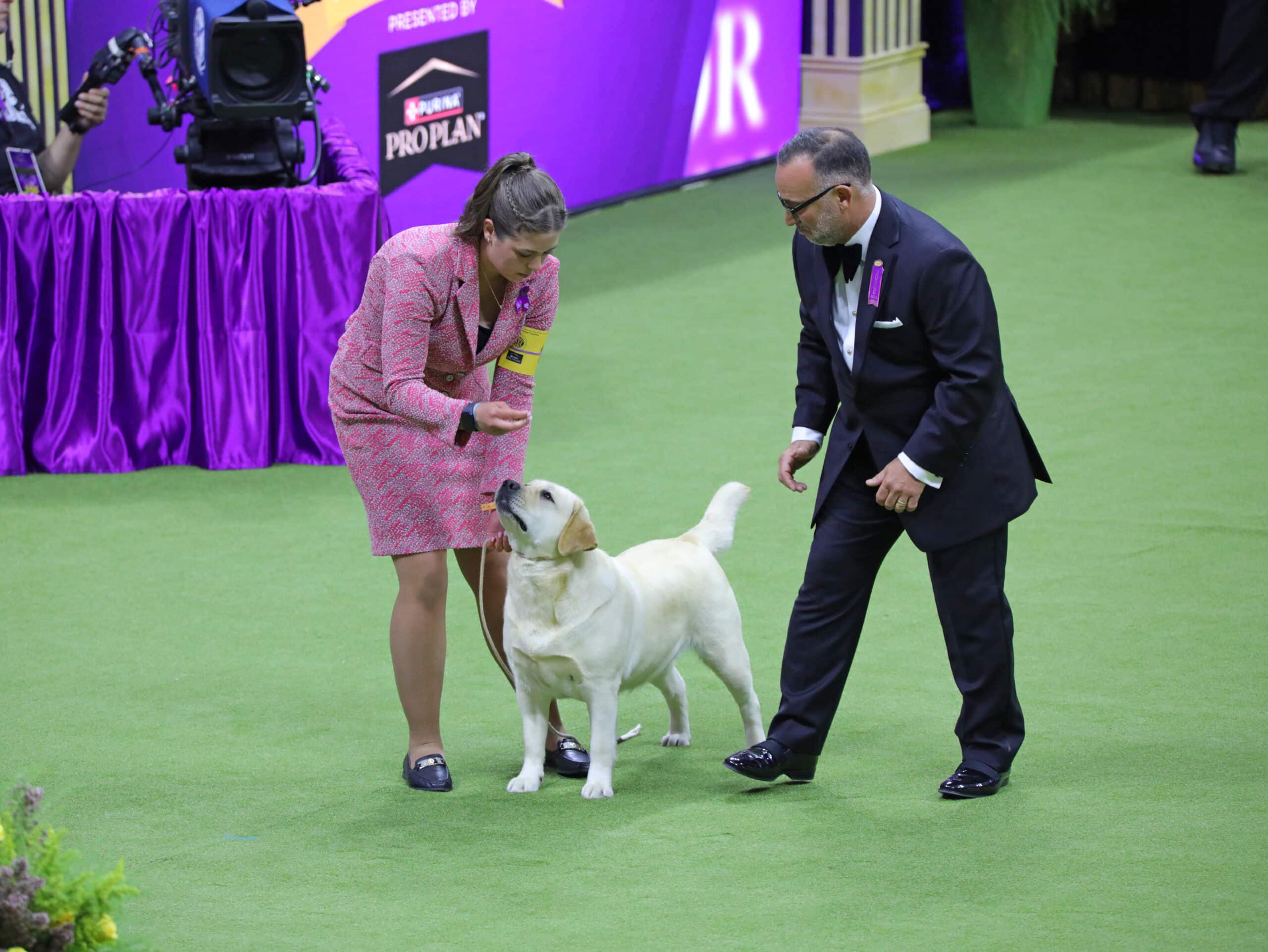 2024 Archives The Westminster Kennel Club