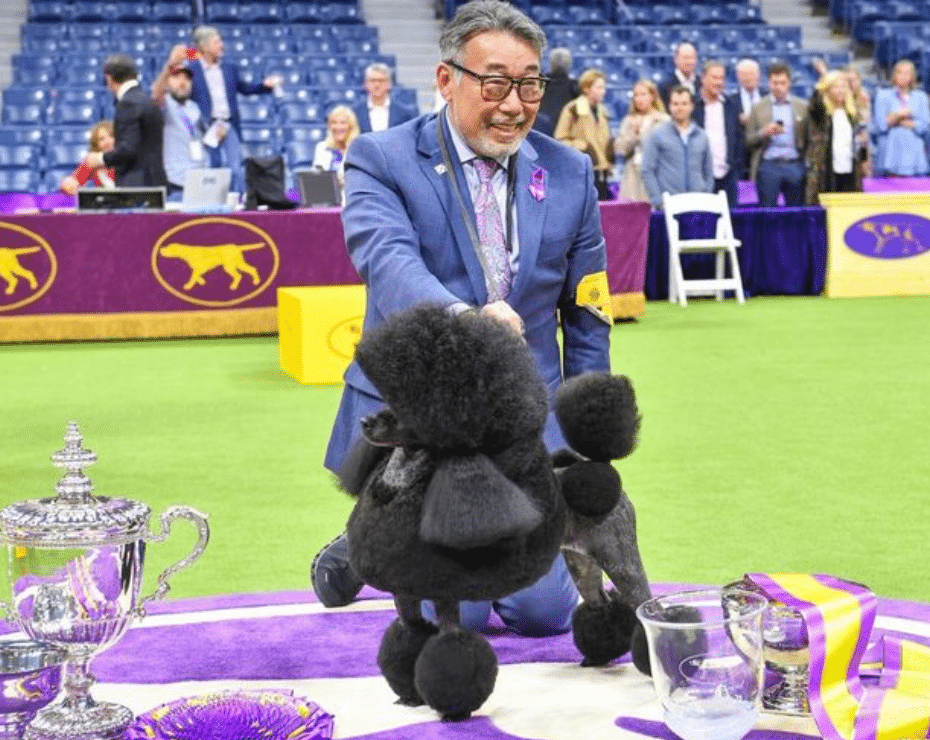 A man in a suit kneels on the floor while grooming a black poodle at a dog show. In front of him are several trophies and ribbons, and spectators are seen in the background.