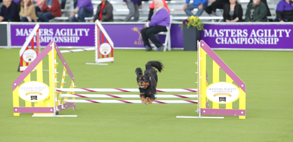 A small dog jumps over a hurdle at the Masters Agility Championship event, with spectators and exhibitors visible among the event signage in the background.