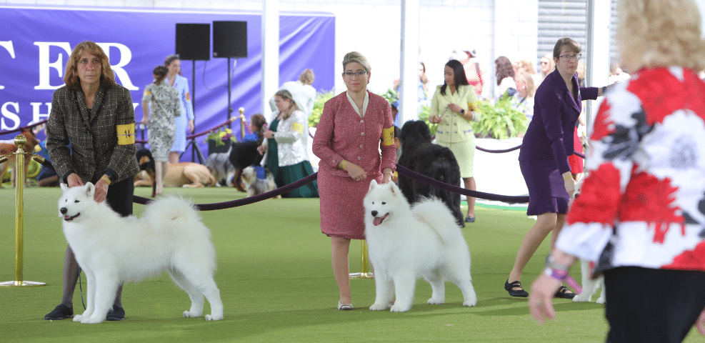 Dalmatian dog showcasing its agility at the 2025 dog show