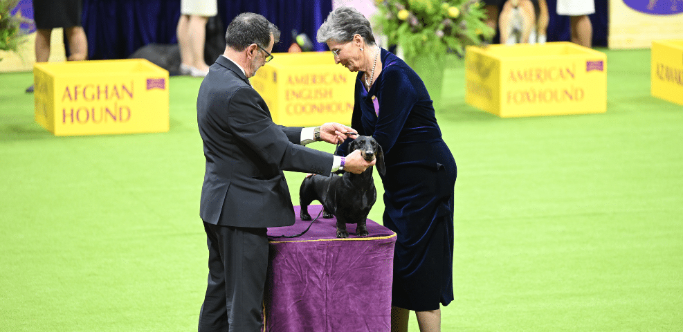 Two exhibitors are examining a small black dog on a purple platform at a dog show. The background displays signs for different dog breeds.