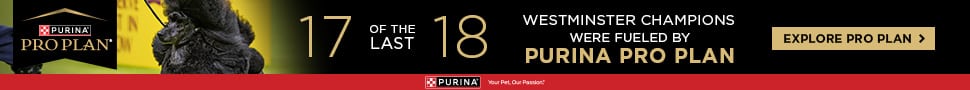 Seventeen of the last 18 Westminster champions were fueled by Purina Pro Plan, proving it's the ultimate choice for top-tier performance at any venue. Explore Pro Plan today!