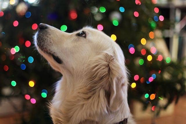 A golden retriever looks up with a background of colorful, blurred holiday lights.