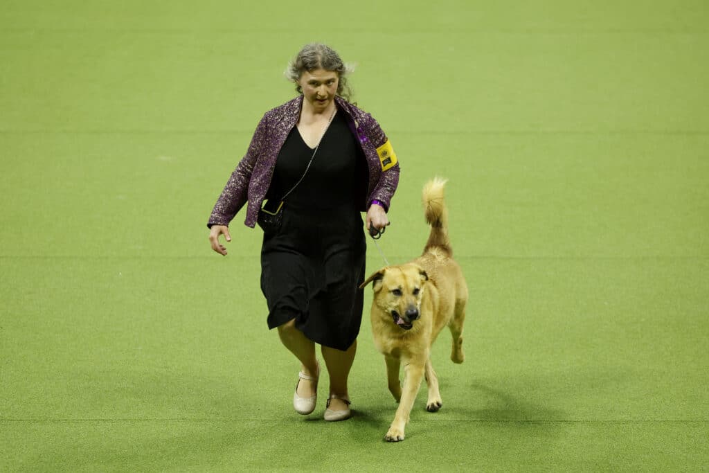 A woman in a purple jacket strolls across a green field, leash in hand, with her large tan dog—a perfect scene for holiday gifts for dog lovers.