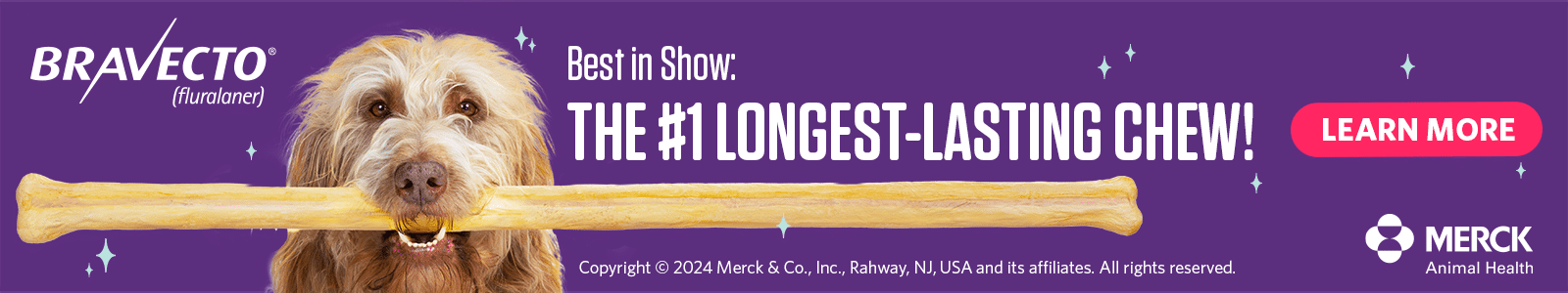 A dog proudly holds a large chew toy in its mouth. Text reads, "Bravecto: Sensation Award Winners for the #1 Longest-Lasting Chew!" with a "Learn More" button. The Merck Animal Health logo is prominently displayed.