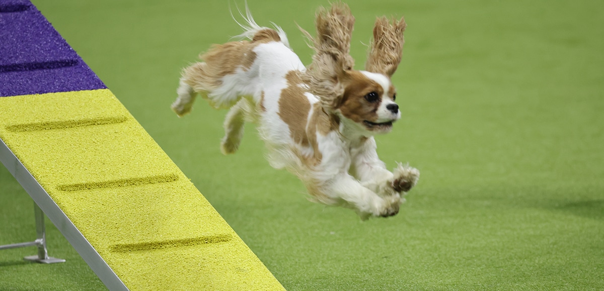 An eager dog with long ears leaps off a yellow ramp in an exhibitors' agility course on lush green grass.