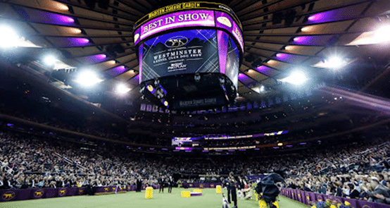 Indoor arena filled with spectators watching the Westminster Kennel Club Dog Show. A large overhead screen displays "Best in Show.