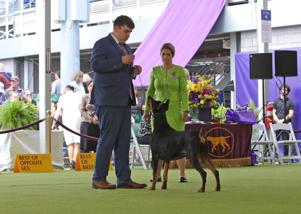 A man presents a Doberman Pinscher to a judge at a dog show, where ribbons and floral decorations set the stage. It's an event showcasing top talents and could inspire perfect holiday gifts for dog lovers.