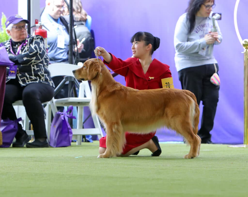 A handler in a red suit presents a golden retriever at a dog show, captivating spectators and offering inspiration for holiday gifts for dog lovers in the background.