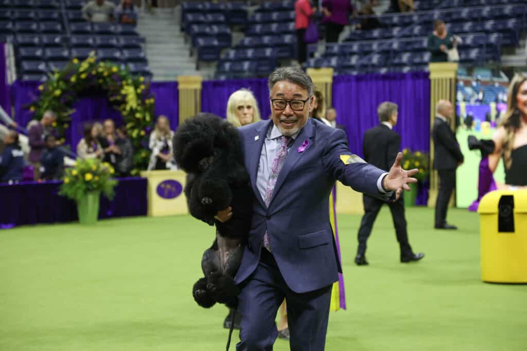 A man in a suit strolls with his black poodle across the green indoor field at a dog show, where spectators admire the scene amidst purple decorations—perfect inspiration for holiday gifts for dog lovers.