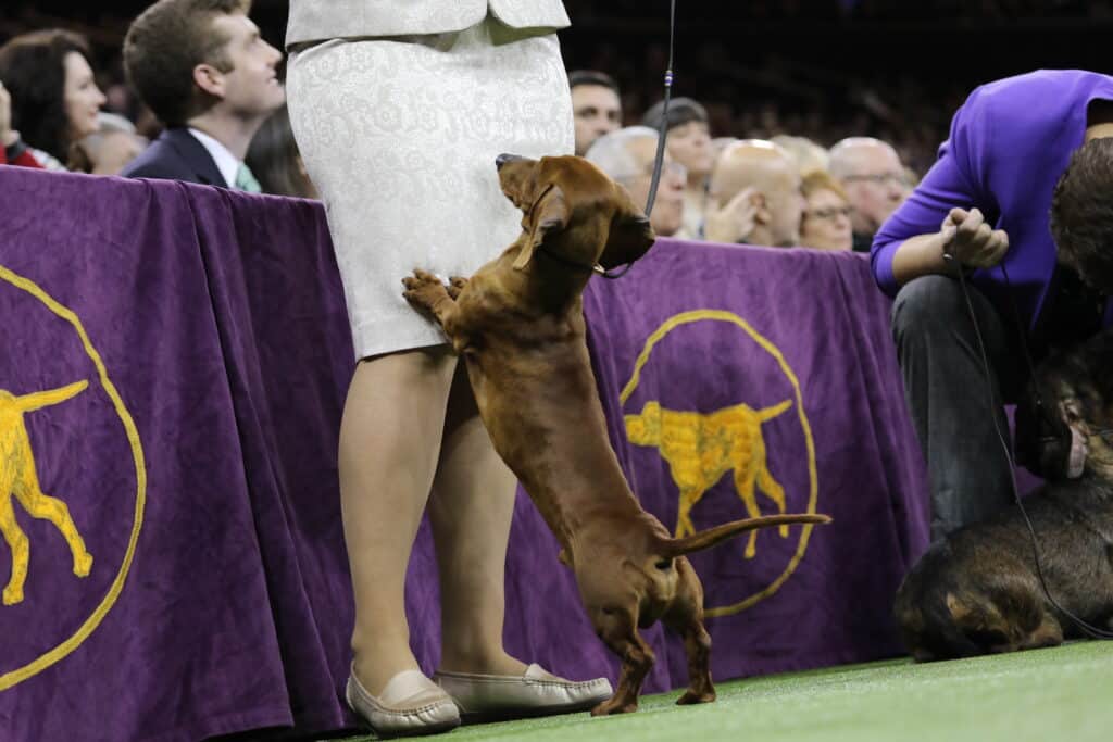 A dachshund stands on its hind legs against a person's skirt at a dog show, with people seated behind a purple barrier adorned with yellow dog logos—an event that feels like an early holiday gift for dog lovers.