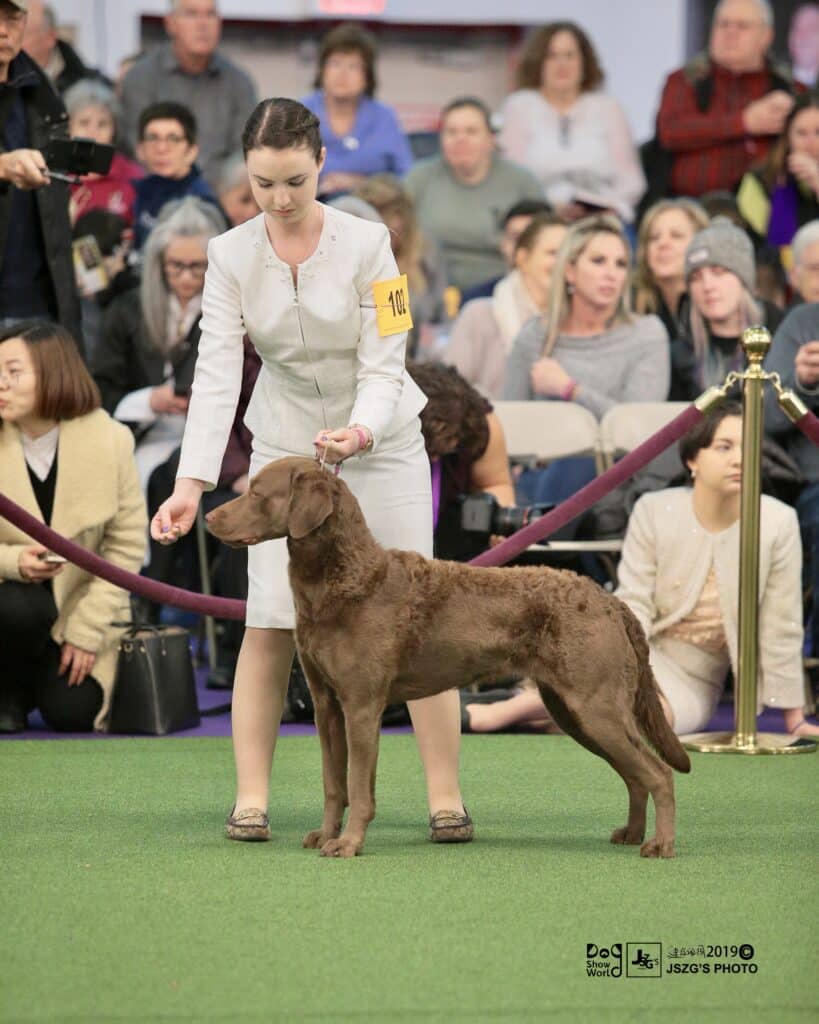 A handler presents a brown dog in a dog show ring, captivating an audience seated in the background, perhaps sparking ideas for holiday gifts for dog lovers.