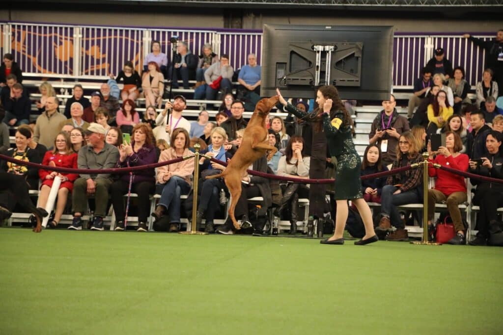 A dog jumps excitedly towards a handler in a show ring, with a crowd watching from the stands, making it the perfect inspiration for holiday gifts for dog lovers.