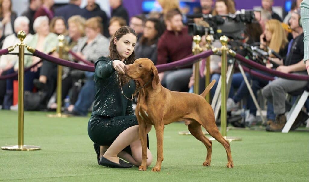 A handler kneels beside a brown dog during a dog show, pointing ahead—a perfect scene for holiday gifts for dog lovers. An audience and camera crew are visible in the background.