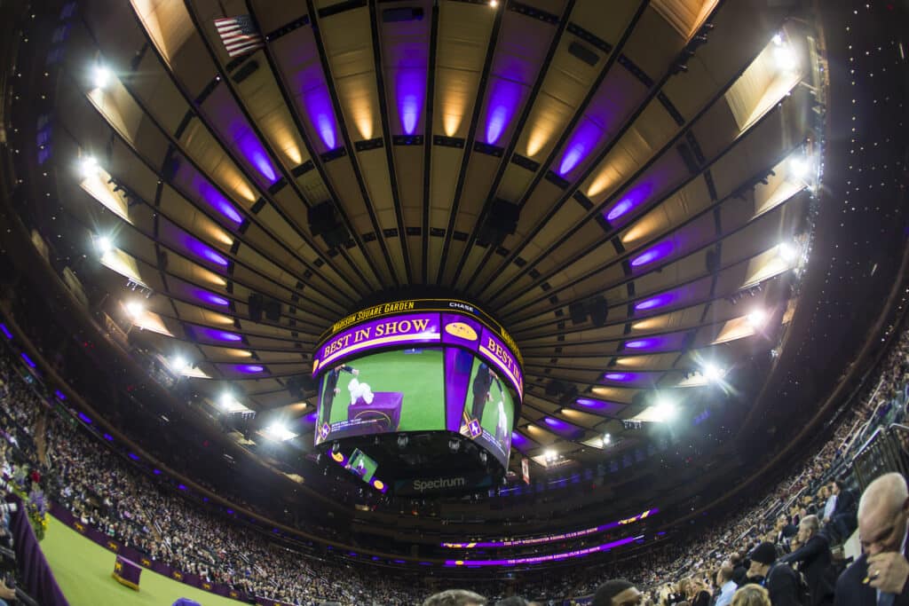 An indoor arena with a large crowd and purple lighting sets the scene. A central screen displays "Best in Show" amidst dog images, offering inspiration for holiday gifts for dog lovers. Overhead lights form a circular pattern on the ceiling, enhancing the festive atmosphere.