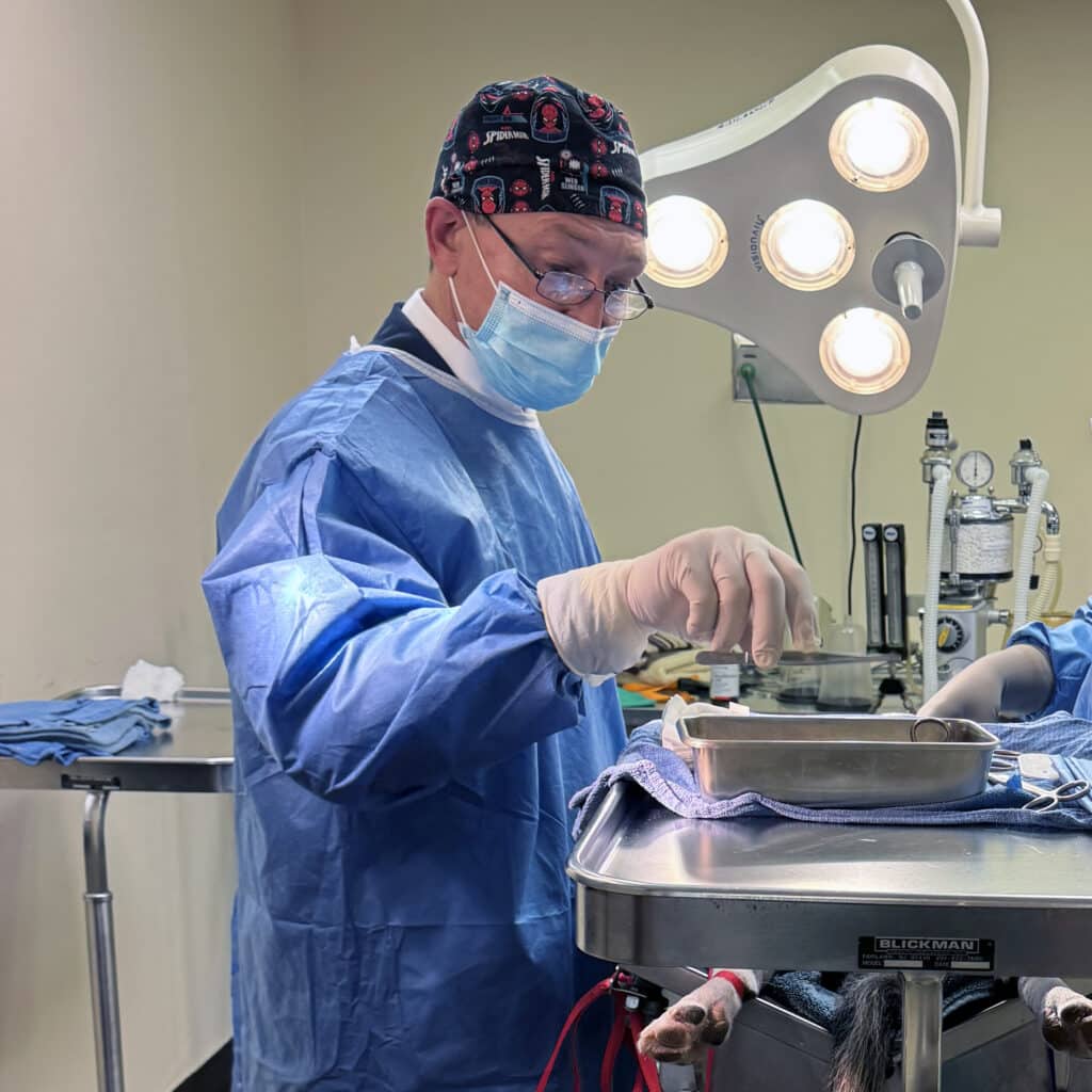 The Veterinarian of the Year finalist, dressed in scrubs and a mask, operates meticulously in a well-lit room. With essential tools on the table and medical equipment visible in the background, their dedication mirrors that of a skilled surgeon.