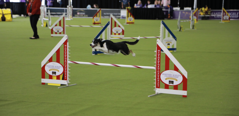 An eager dog, led by its exhibitors, leaps gracefully over an agility course hurdle on a green field.