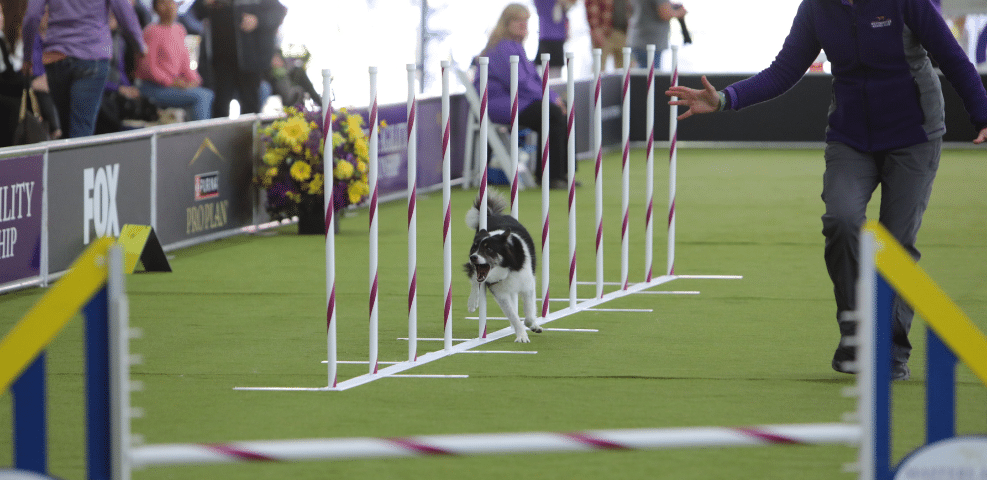 An exhibitor skillfully guides a dog weaving through agility poles on a green course, dressed strikingly in purple. Spectators and vibrant flower arrangements create a lively backdrop.