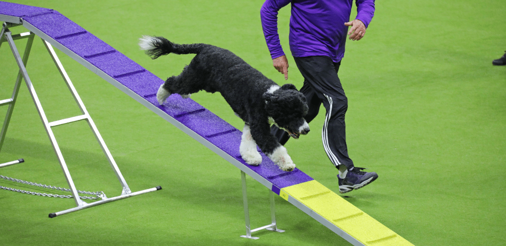 A black and white dog, led by its exhibitor in a purple top and black pants, skillfully descends a vibrant purple and yellow ramp during an agility competition.