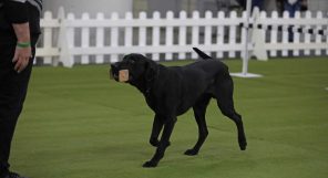 A black dog carrying a small block in its mouth walks on a grassy surface inside a fenced area, approaching a person standing nearby.