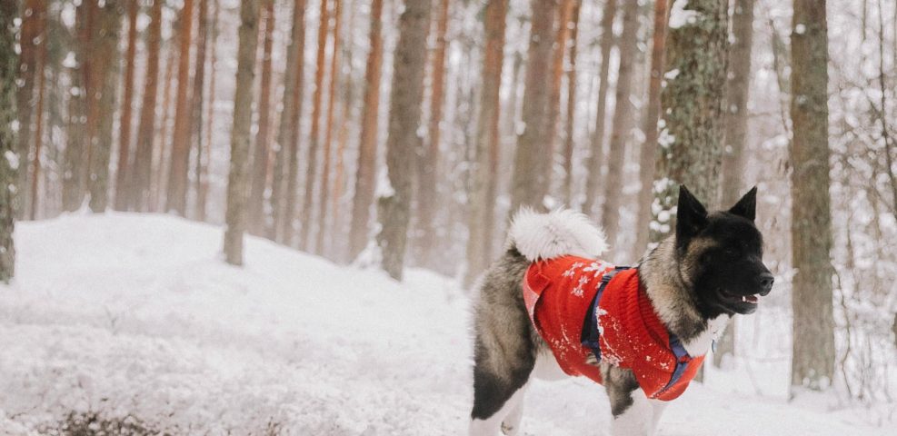 In a snowy forest with tall trees as a backdrop, a dog in a red coat poses perfectly for the blog.